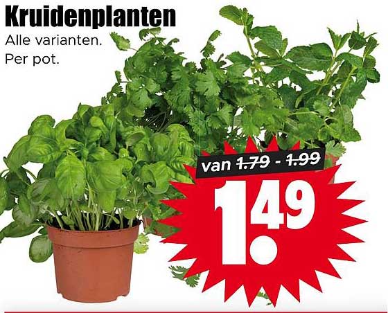 Kruidenplanten