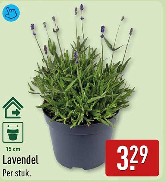 Lavendel