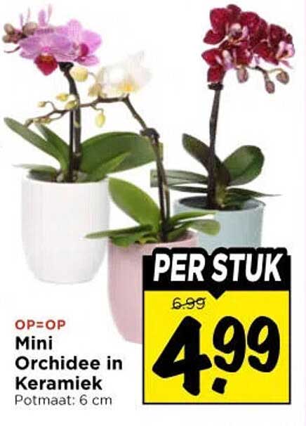 Mini Orchidee in Keramiek