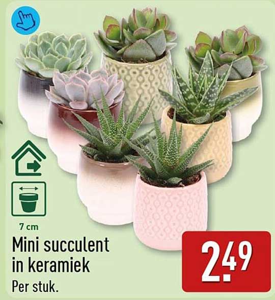 Mini succulent in keramiek