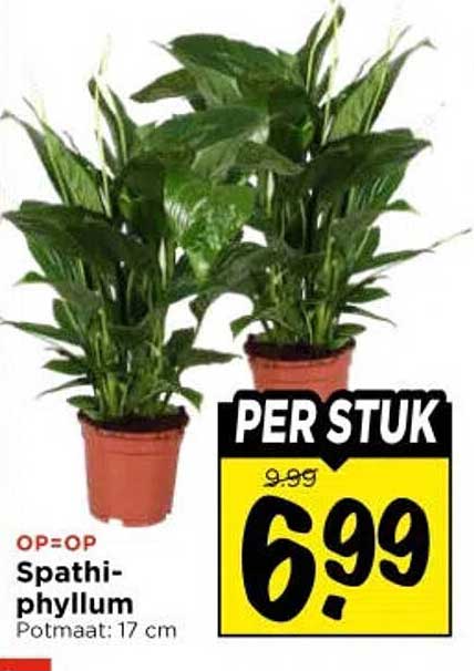 OP=OP Spathi-phyllum Potmaat: 17 cm PER STUK