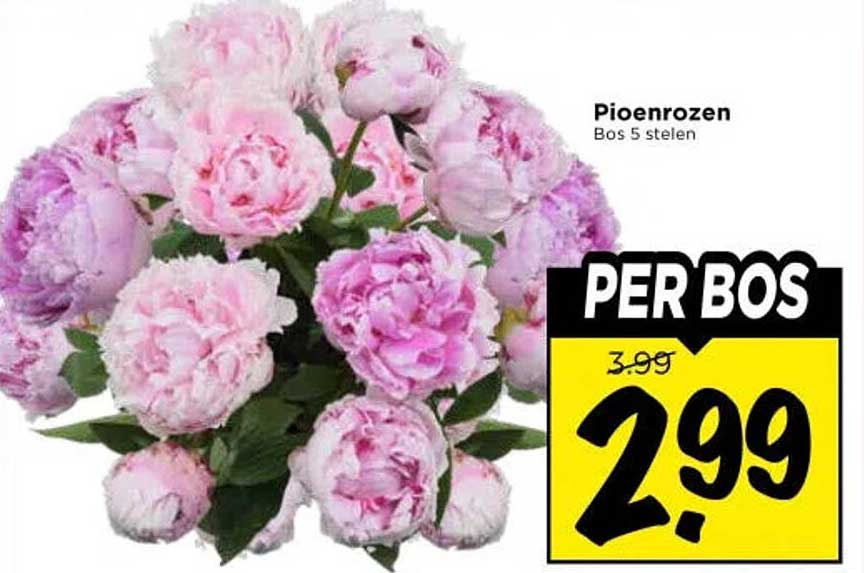 Pioenrozen Bos 5 stelen PER BOS