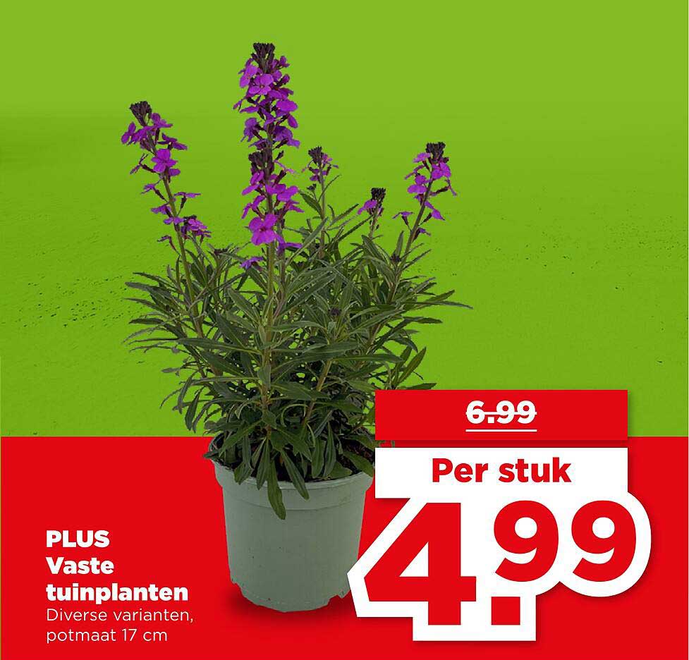 PLUS Vaste tuinplanten Diverse varianten, potmaat 17 cm