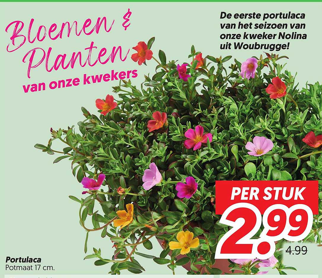 Portulaca