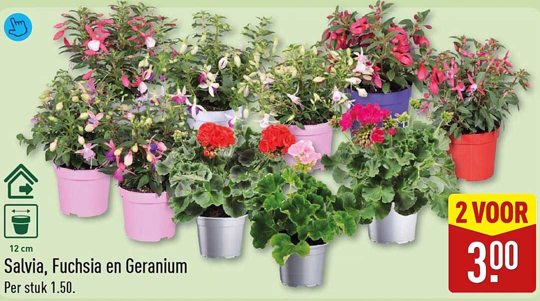 Salvia, Fuchsia en Geranium 2 voor 3.00