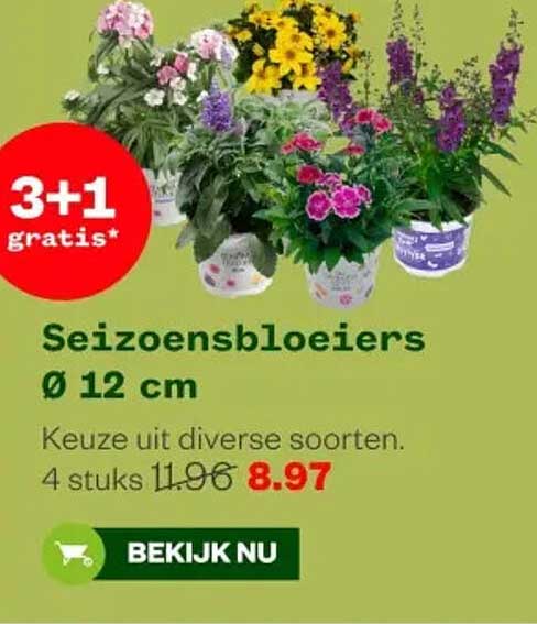 Seizoensbloeiers Ø 12 cm 3+1 gratis*