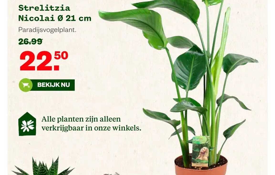 Strelitzia Nicolai Ø 21 cm Paradijsvogelplant