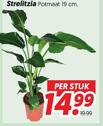 Strelitzia Potmaat 19 cm. PER STUK