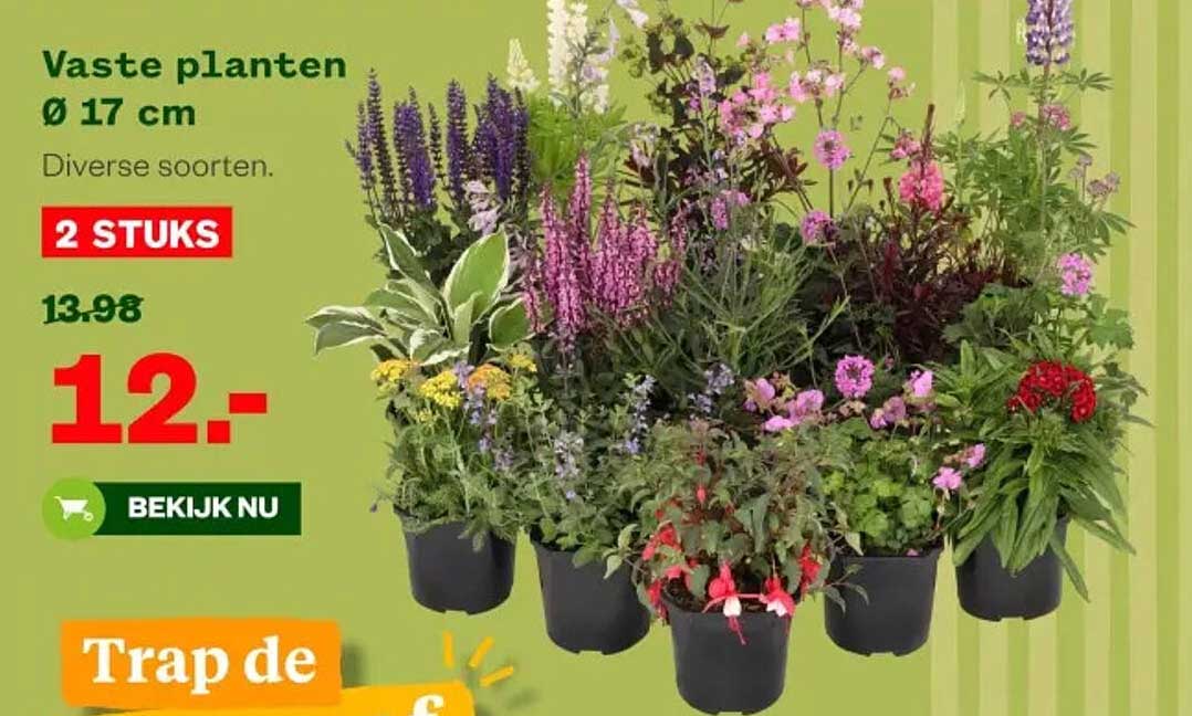 Vaste planten Ø 17 cm, diverse soorten, 2 stuks
