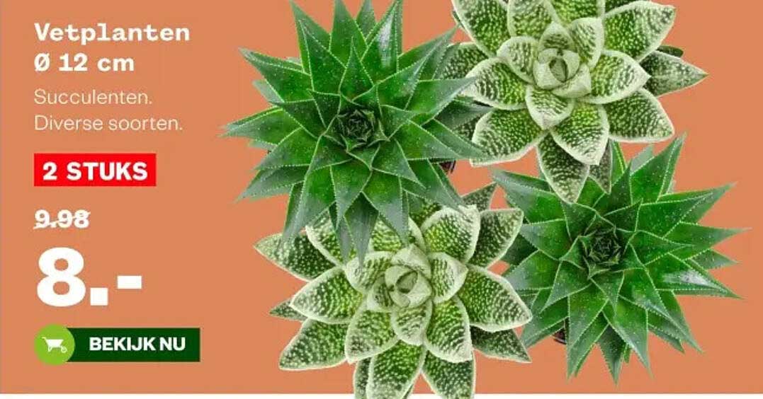 Vetplanten Ø 12 cm Succulenten. Diverse soorten. 2 STUKS