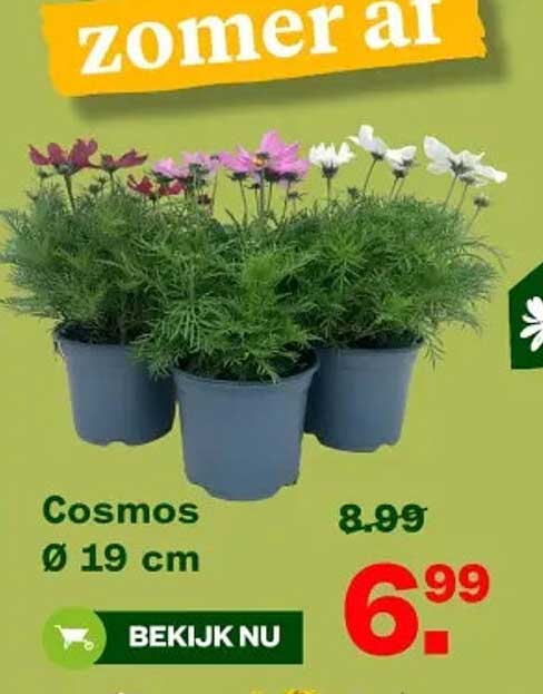 zomer at Cosmos Ø 19 cm