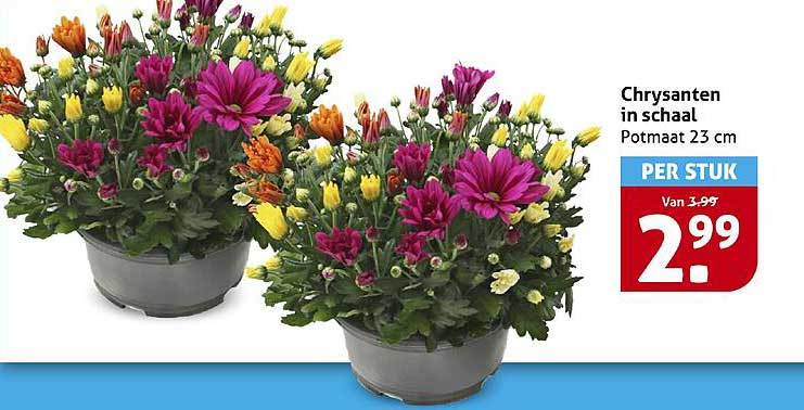 Chrysanten in schaal