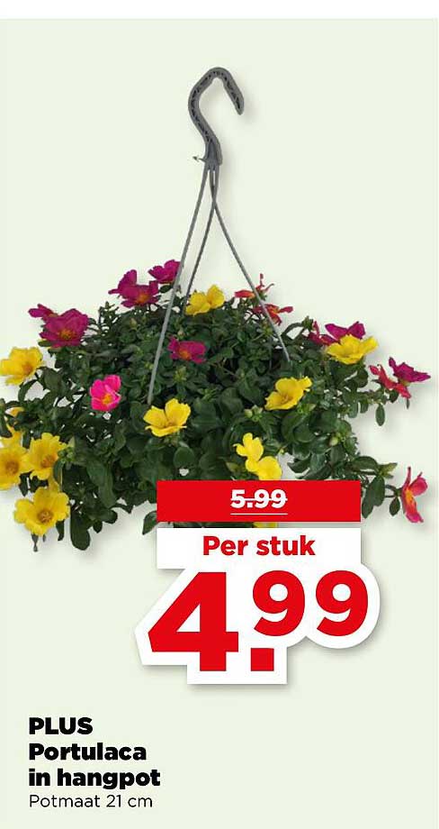 PLUS Portulaca in hangpot