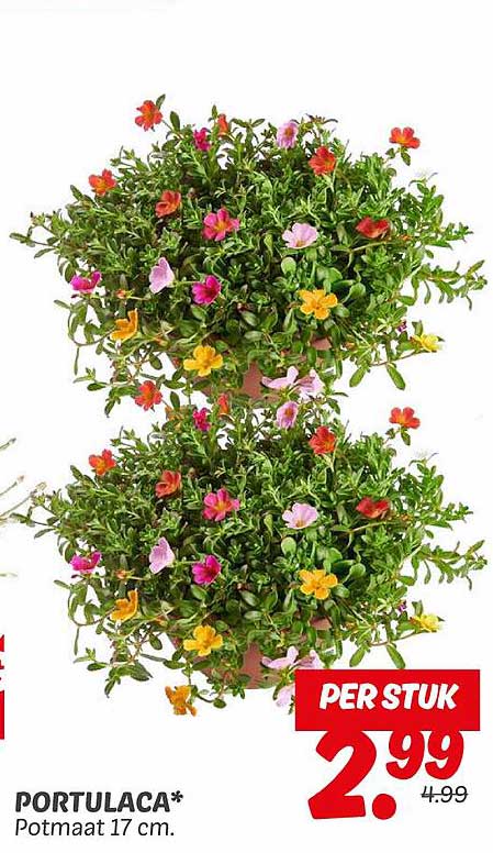 PORTULACA* Potmaat 17 cm.