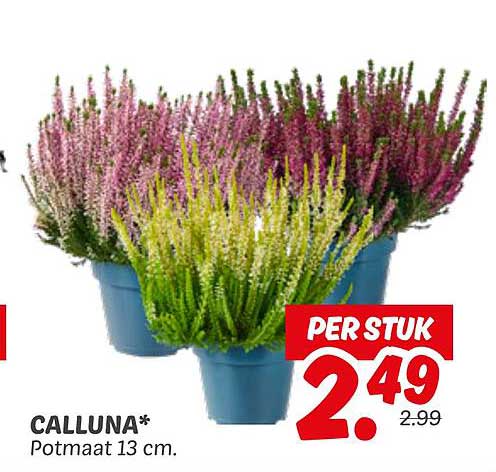 CALLUNA* Potmaat 13 cm.