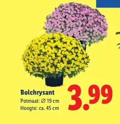Bolchrysant