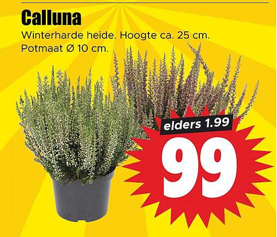 Calluna