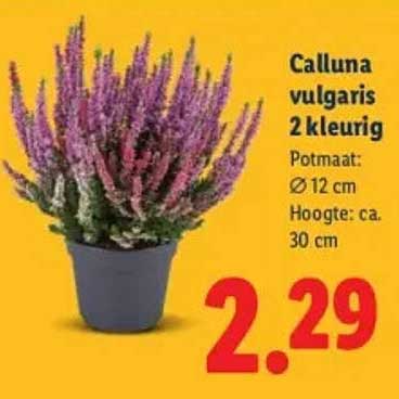 Calluna vulgaris 2 kleurrig
