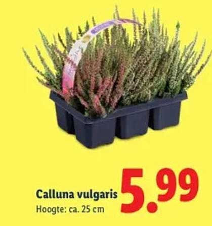 Calluna vulgaris Hoogte: ca. 25 cm