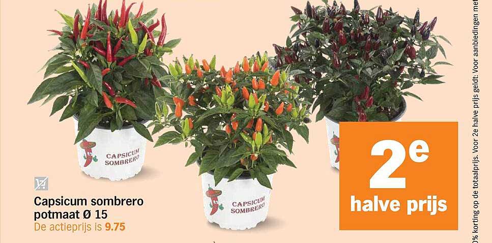Capsicum sombrero potmaat Ø 15 2e halve prijs