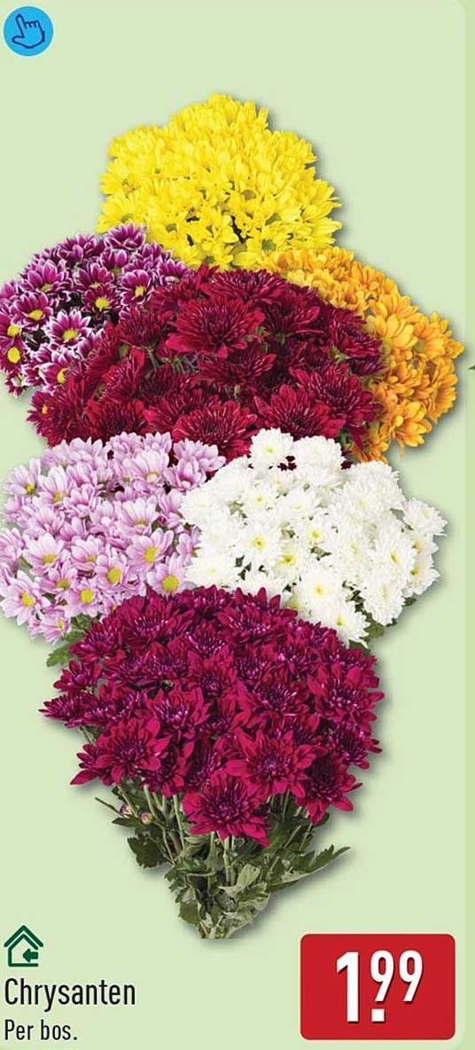 Chrysanten Per bos.
