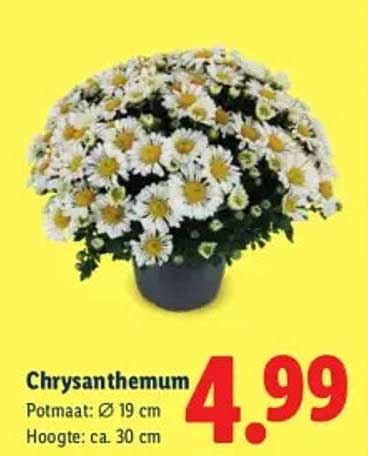 Chrysanthemum