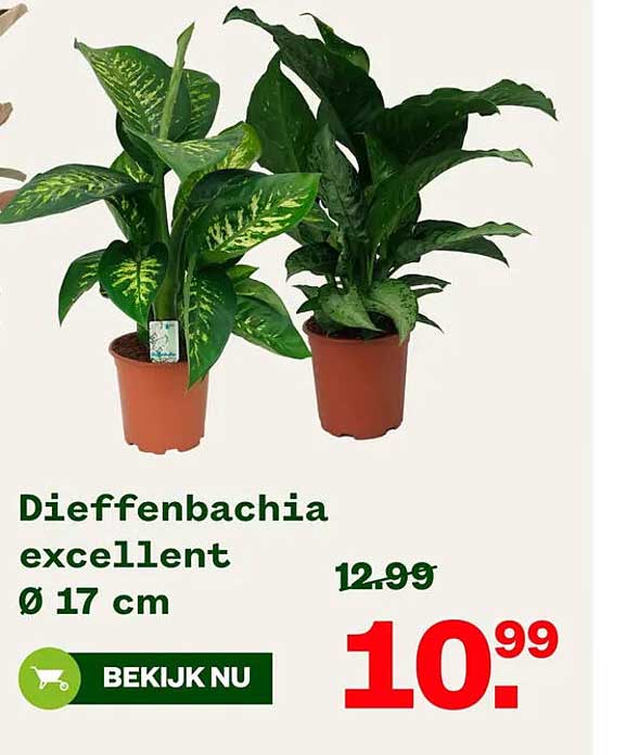 Dieffenbachia excellent Ø 17 cm
