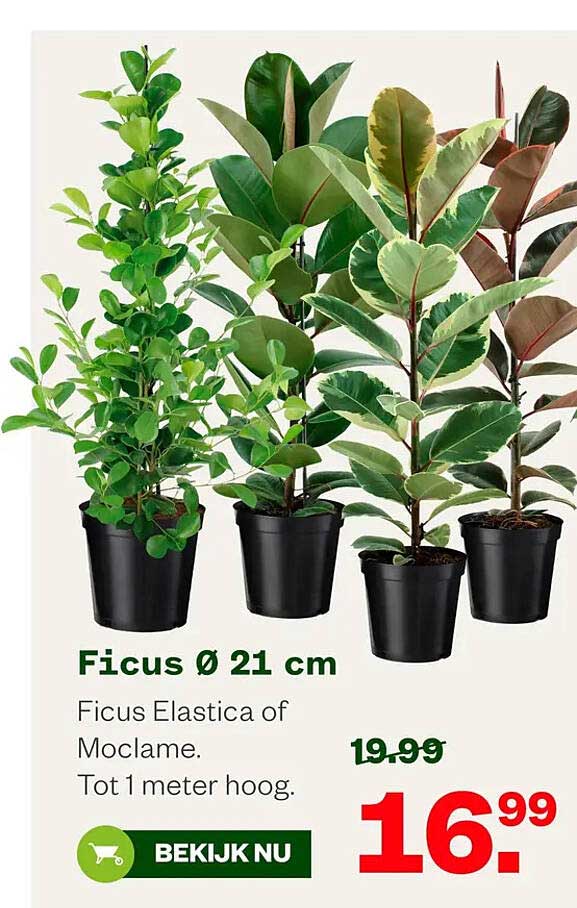 Ficus Ø 21 cm