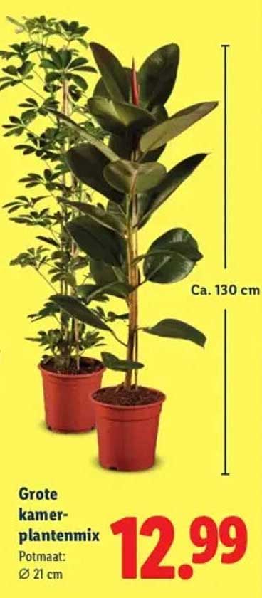 Grote kamerplantenmix