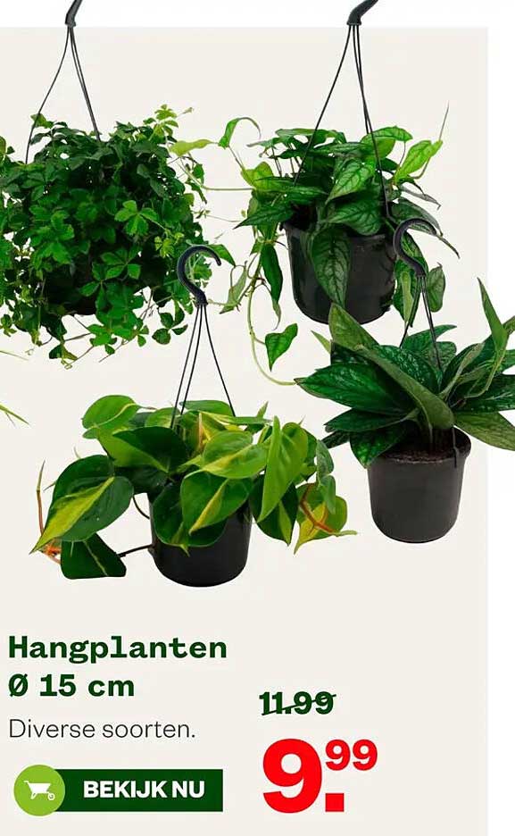 Hangplanten Ø 15 cm Diverse soorten.