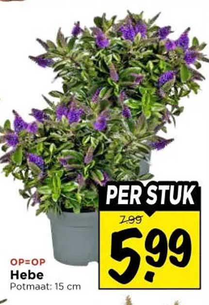 Hebe Potmaat: 15 cm PER STUK