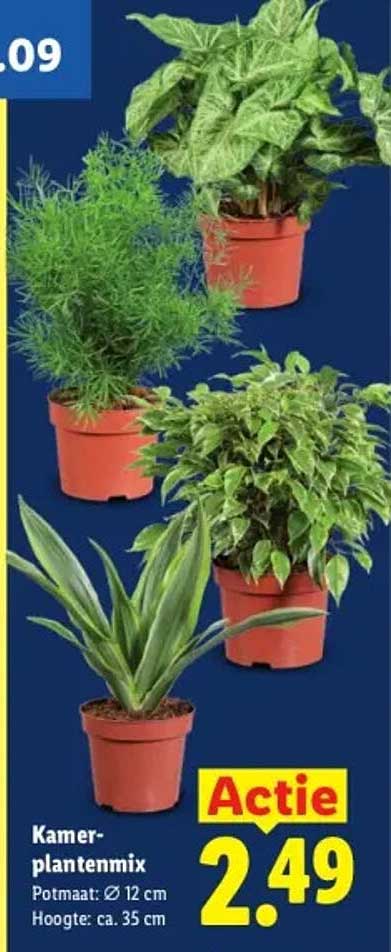 Kamer-plantenmix