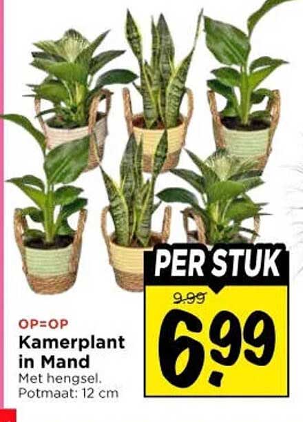 Kamerplant in Mand Met hengsel. Potmaat: 12 cm PER STUK