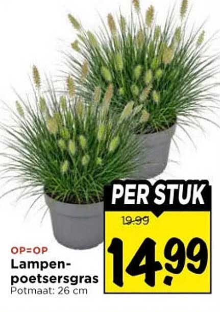 Lampenpoetsersgras Potmaat: 26 cm PER STUK