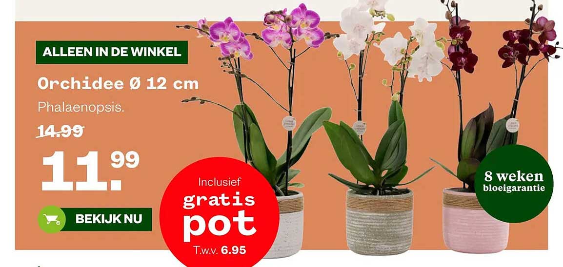 Orchidee Ø 12 cm Phalaenopsis. Inclusief gratis pot T.w.v. 6.95