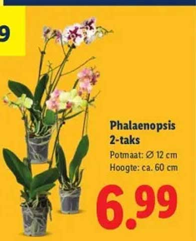 Phalaenopsis 2-taks Potmaat: Ø 12 cm Hoogte: ca. 60 cm