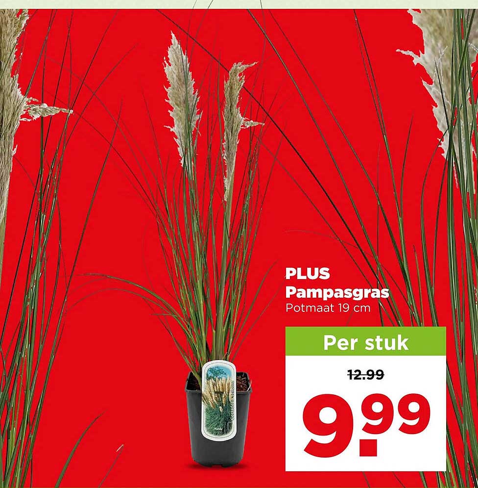 PLUS Pampasgras Potmaat 19 cm Per stuk