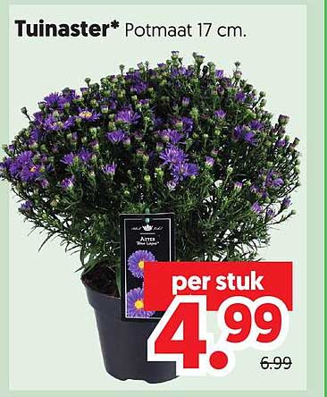 Tuinaster* Potmaat 17 cm.
