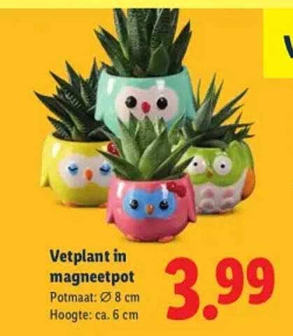 Vetplant in magneetpot