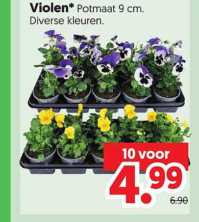 Violen* Potmaat 9 cm. Diverse kleuren.