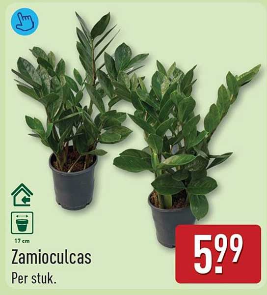Zamioculcas