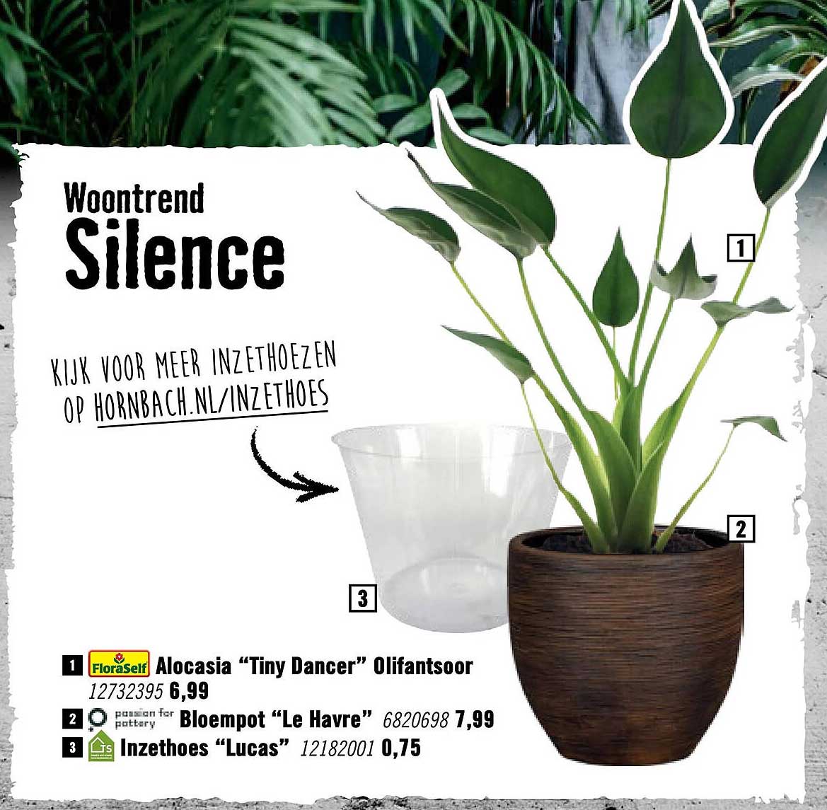 Alocasia “Tiny Dancer” Olifantsoor