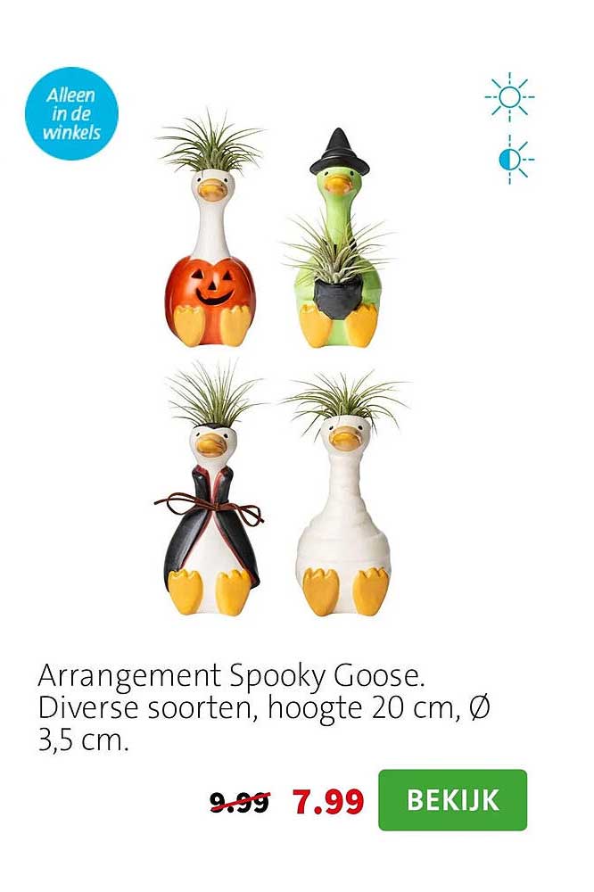Arrangement Spooky Goose. Diverse soorten, hoogte 20 cm, Ø 3,5 cm.