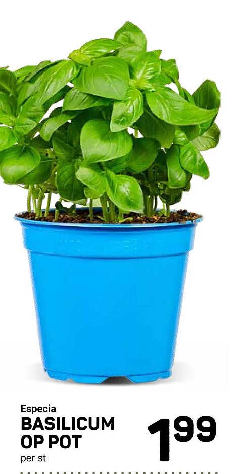 BASILICUM OP POT