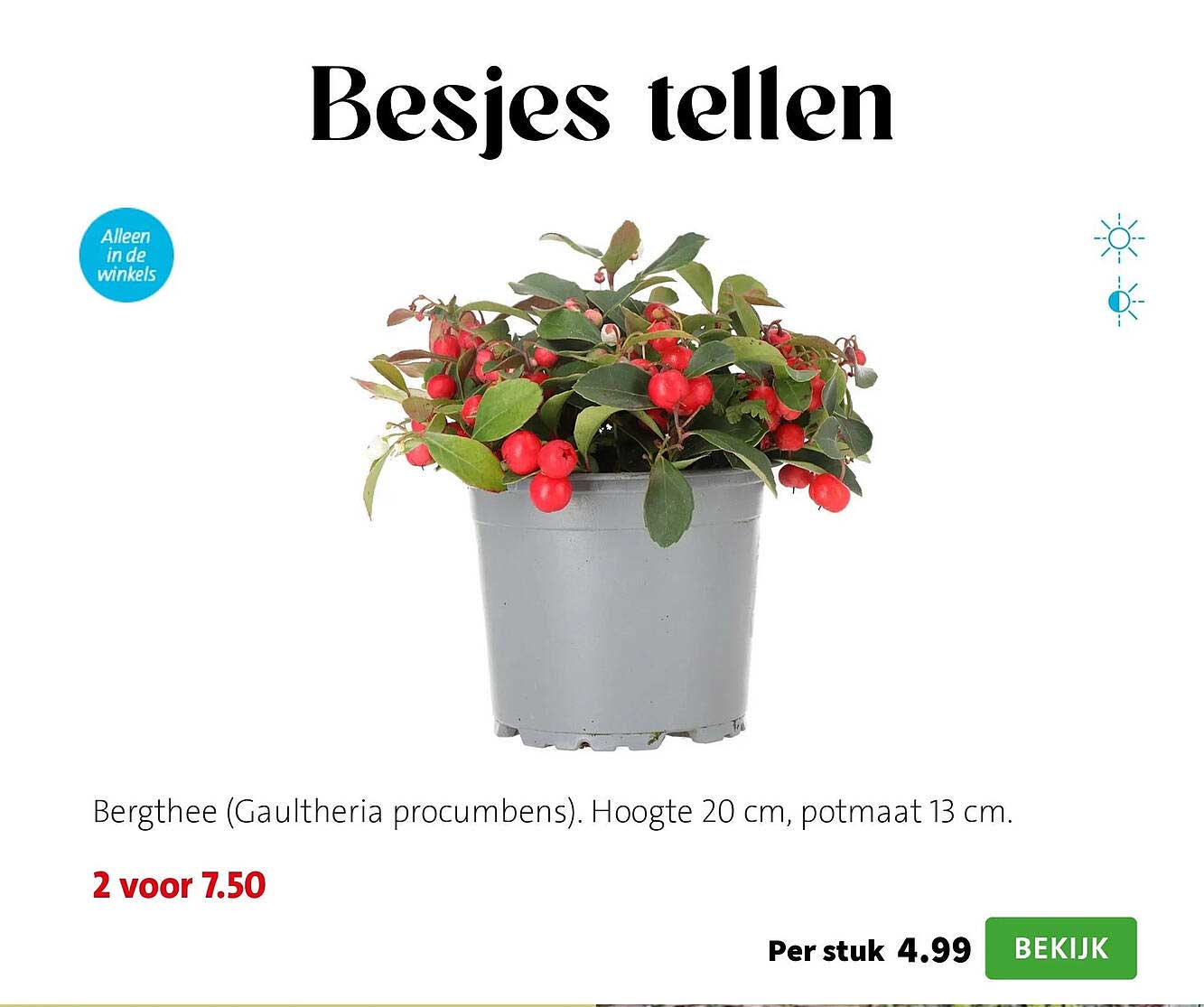 Bergthee (Gaultheria procumbens). Hoogte 20 cm, potmaat 13 cm.
