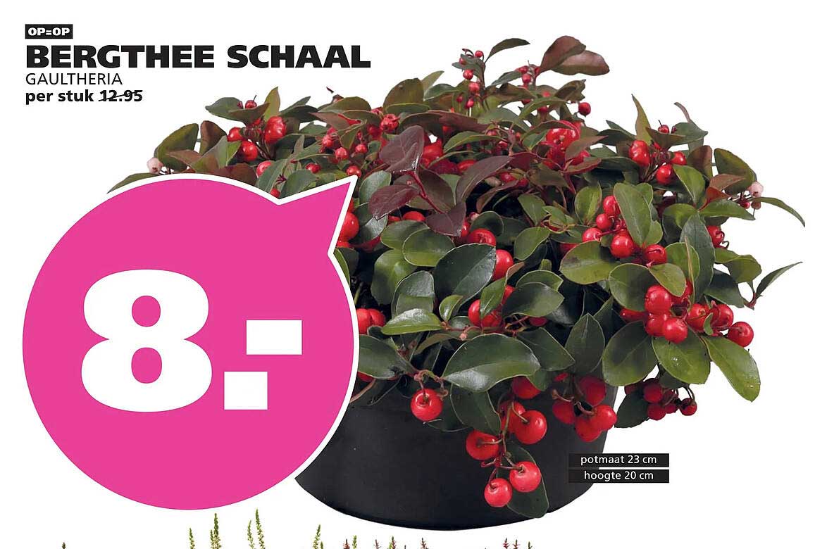 BERGTHEE SCHAAL GAULTHERIA