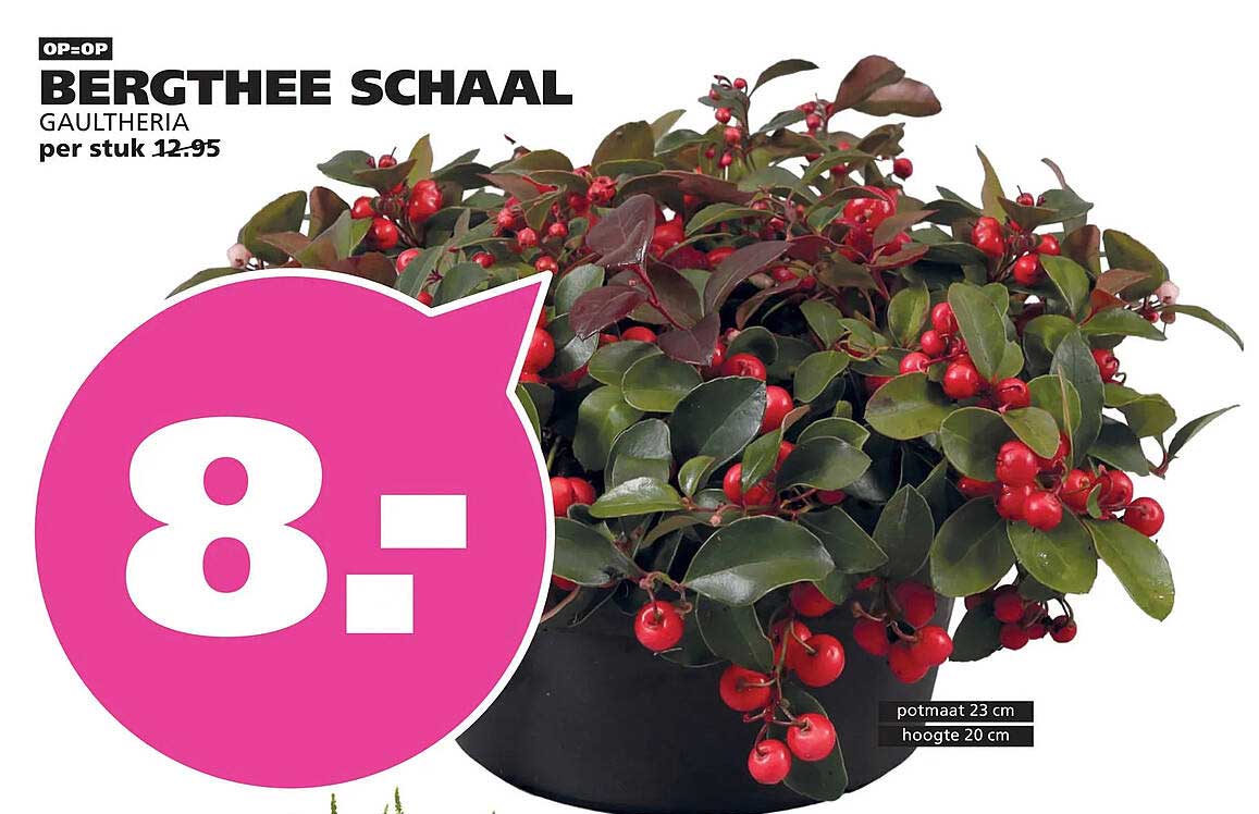 BERGTHEE SCHAAL GAULTHERIA