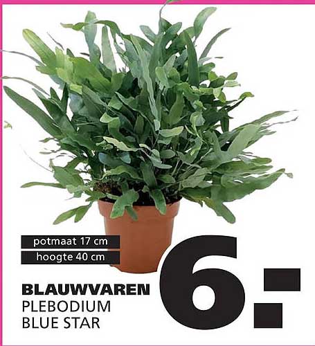 BLAUWVAREN PLEBODIUM BLUE STAR