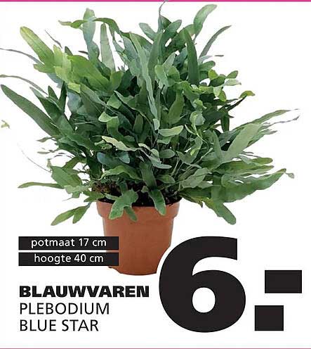 BLAUWVAREN PLEBODIUM BLUE STAR