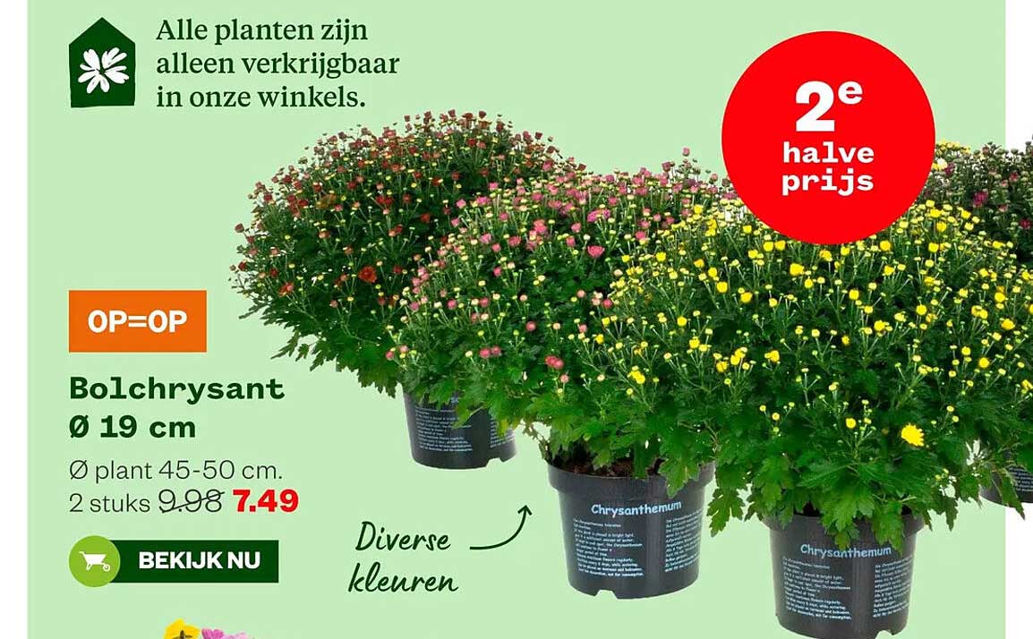 Bolchrysant Ø 19 cm 2e halve prijs
